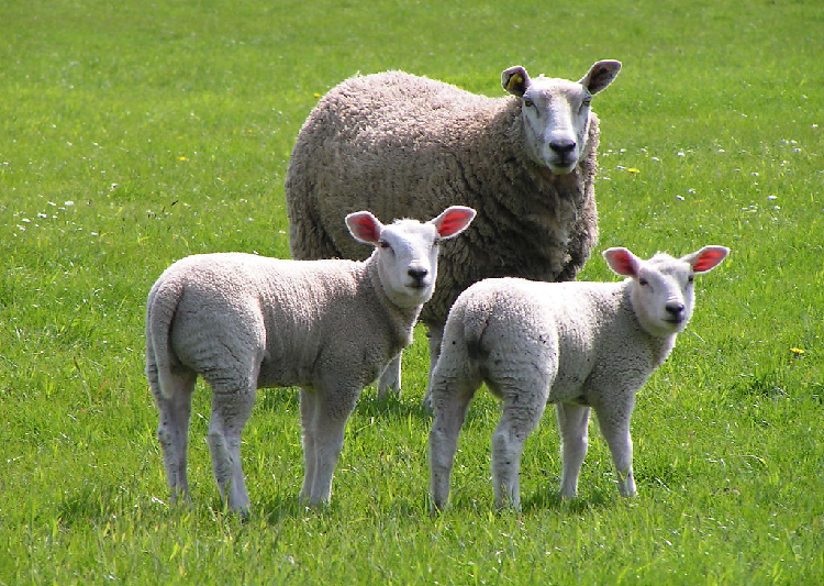 羊糞制作有機(jī)肥的好處以及需要的有機(jī)肥設(shè)備