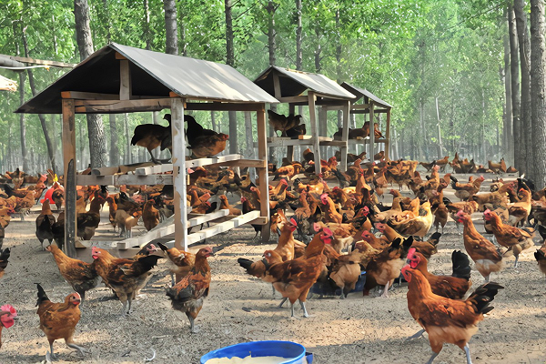 粉狀雞糞有機(jī)肥建廠方案 粉狀雞糞有機(jī)肥建廠方案