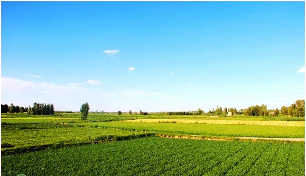 糞便類有機肥為什么要充分腐熟后才能施用 糞便類有機肥為什么要充分腐熟后才能施用