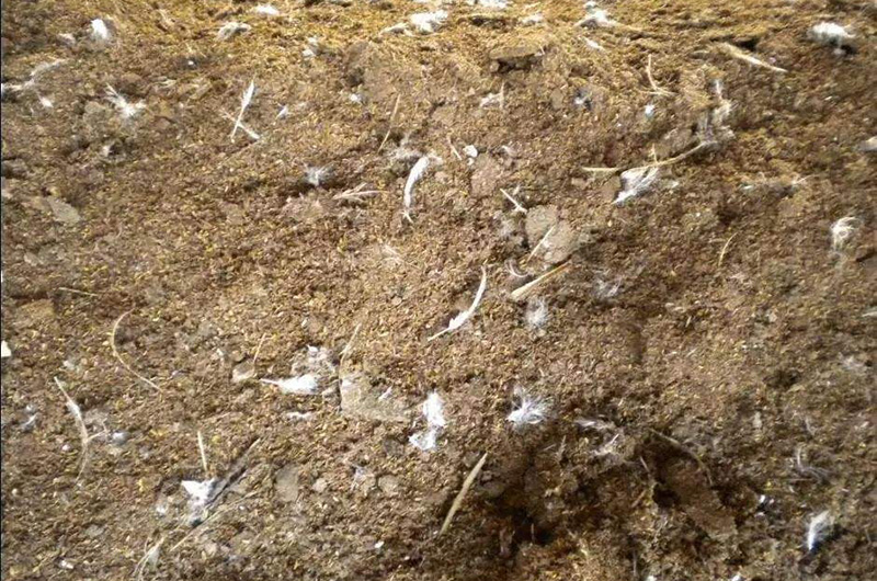 大型養(yǎng)雞場(chǎng)中的雞糞如何處理環(huán)保?