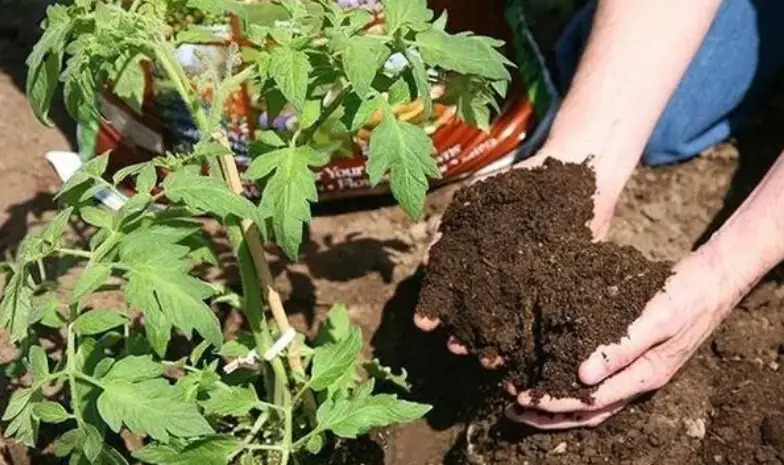 牛糞燒苗現(xiàn)象是什么原因